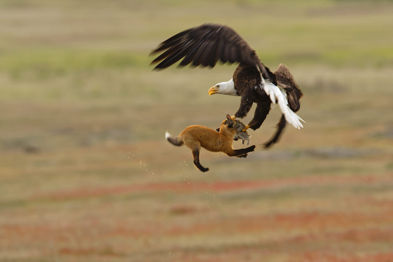 Bald eagle with a red fox. Canon EOS-1D X Mark II with Canon EF 600mm f/4 IS lens; 1/320 second at f/11; ISO 1600